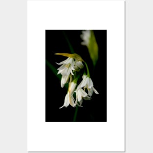 Wild Garlic Posters and Art